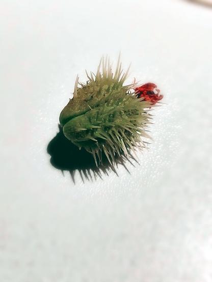 Ein kleine Frucht von einer Chayote. Hat grünund hat Stacheln. Erinnert von der Schale an eine Kastanie. Die Frucht ist ca. 2,5cm groß.