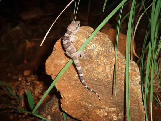 a small gecko perched on a rock with it's back to the camera but it's giving a side eyed look back at us. it's a light brown colour with darker brown bars along it's body. towards the tail, the lighter brown turns almost white. it's got a light brown head with a dark eye stripe