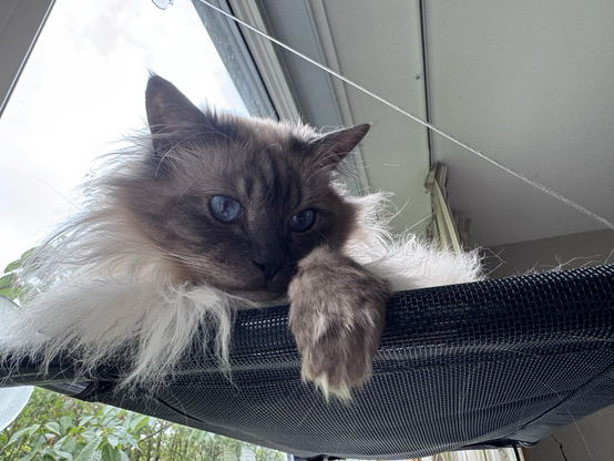 Smokey on his cat-bed attached to the window