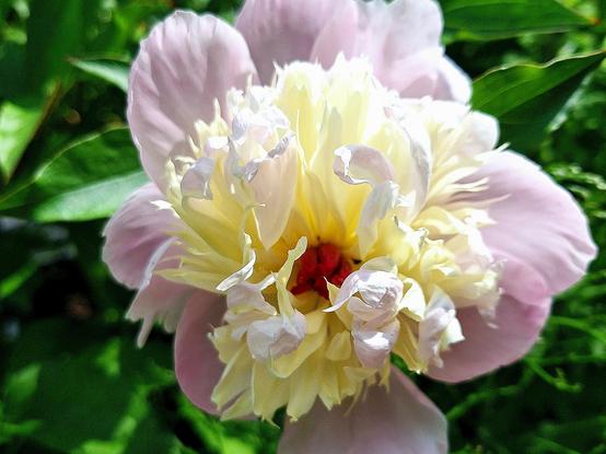 Eine Pfingstrosenblüte, im Hintergrund dunkelgrüne Blätter. Die äußeren Blütenblätter sind zartrosa, die mittleren hellgelb. Im Zentrum sitzen pinke Fruchtblätter.
