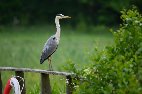 The photograph show a grey heron standing with straght legs a necks, folded wings, looking to the right on an old wooden railing. The railing extends from the left to the middle, in the lower third of the image. A red and white Lifebuoy hangs from a hook on the railing, partly visible.

A slightly out-of-focus bush with green leaves covers the lower right hand corner image, forming a triangle from the lower middle almost to the top right corner

The background is out of focus and consists of grass and further back, the lower part of a row of trees, marking the start of the forest beoynd the wetland where the bridge that the rail belongs to is located