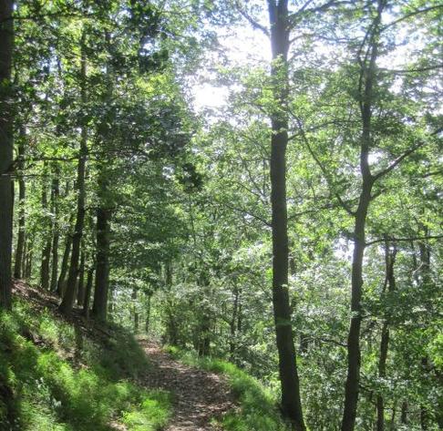 Wald