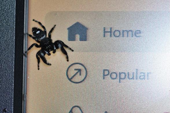 Jumping Spider on Monitor