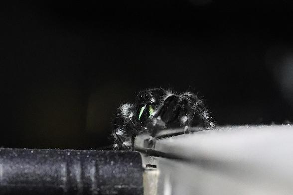 Jumping Spider visiting the power plug on my MacBook Air