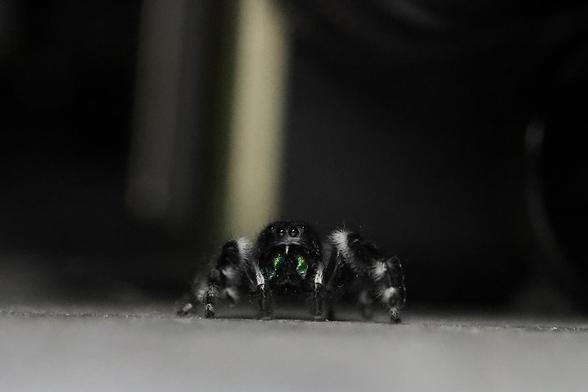 Jumping Spider checking out my MacBook Air