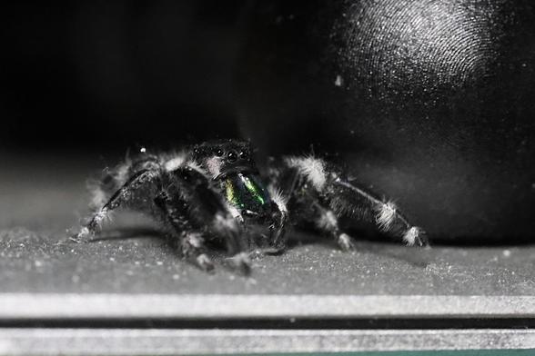 Jumping Spider checking out my MacBook Air