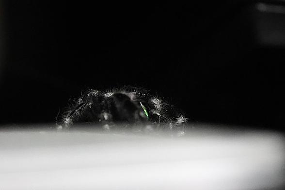 Jumping Spider crossing my laptop