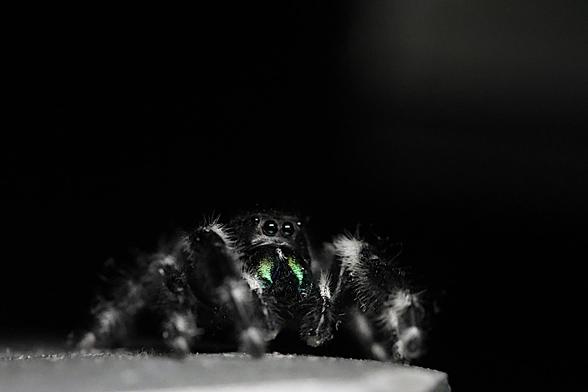 Jumping Spider checking me and the camera out