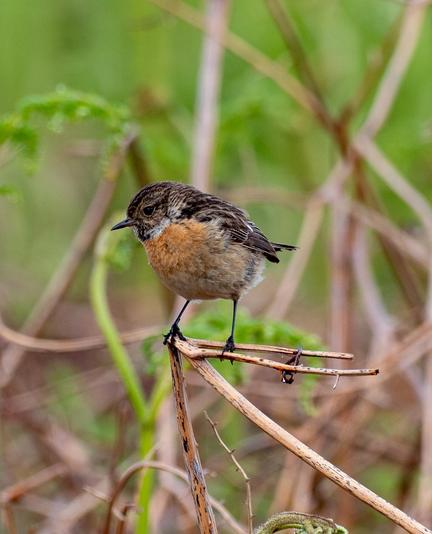 Female stonechat - lacks the black head and white collar of the male.
