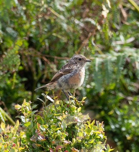Juvenile stonechat.