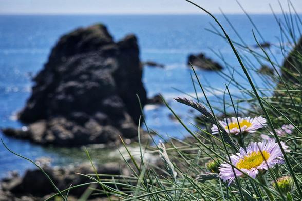 A close-up of delicate pink and yellow wildflowers with long green blades of grass in the foreground. In the background, out of focus, is the deep blue sea and a large, dark rocky outcrop, suggesting a dramatic coastal landscape.