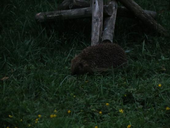 Colour photograph of a mature hedgehog foraging for food in my back garden. It's standing on a lawn dotted with buttercups and daisies. Not mowing the grass encourages invertebrates like beetles and earwigs, which are its main source of food.  But it's also quite happy taking any food like suet pellets or mealworms which have fallen off the bird table it's standing in front of.