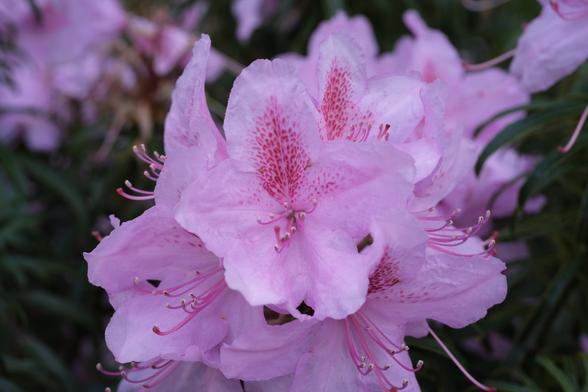 Pink rhododendron flowers.