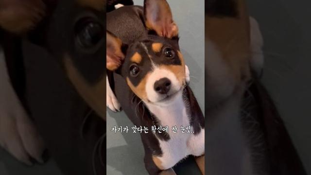 앉아,앉으라고..#basenji #바센지 #басенджи #dog #バセンジー