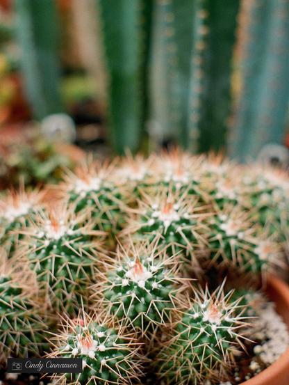 Cactus. Photographie par Cindy Cinnamon