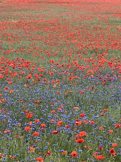 A vibrant field filled with red poppies and blue cornflowers, creating a colorful landscape.
