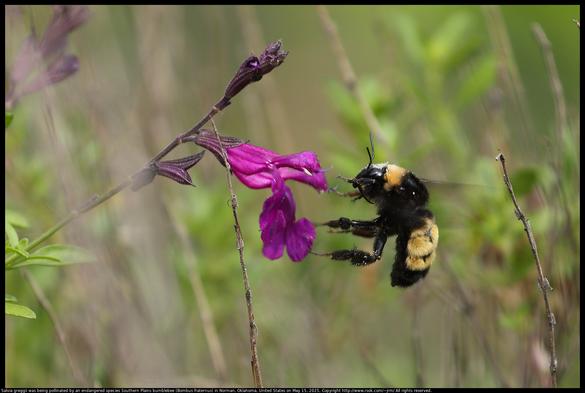 A Salvia greggii flower was being pollinated by an endangered species Southern Plains bumblebee (Bombus fraternus) in Norman, Oklahoma, United States on May 15, 2025. Salvia greggii is a native plant.
