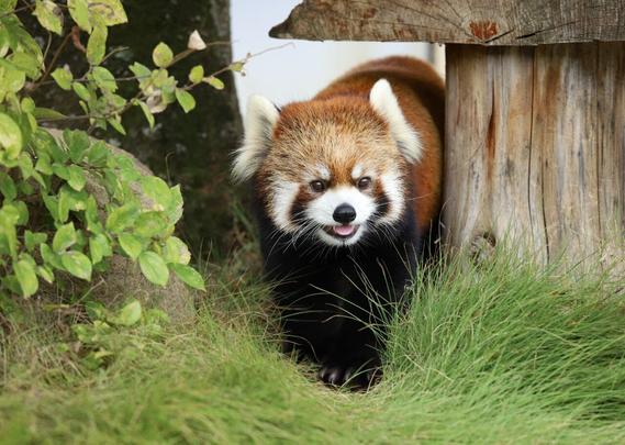 A red panda approaches the camera, passing a wooden structure on the right and a bush on the left. It's walking on lush grass, and has a smile on its face, the tip of it's tongue showing.
