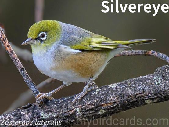 ๐ Silvereye (Zosterops lateralis)
The silvereye or wax-eye, also known by its Mฤori name tauhou, is a small (11-13 cm) bird, readily identified by a prominent white ring of feathers around its eye. Plumage varies by subspecies but generally features olive-green upperparts and lighter underparts (cream, grey, or yellowish) with flanks ranging from chestnut to pale buff.
Native to Australia, New Zealand, and southwestern Pacific islands, it's common in most vegetated areas except open grasslands, including forests, scrub, and urban gardens.
Silvereyes are active, social birds, often forming flocks outside the breeding season. They are omnivorous, feeding on insects, spiders, berries, fruit, and nectar. Many Australian populations undertake significant nocturnal migrations, including astonishing sea crossings, especially northward in autumn for winter. They build cup-shaped nests and raise multiple broods. 2.5 Flash (Edited)
Seventeen subspecies are recognised.
Conservation status: Least Concern (IUCN 3.1)
๐ท: Photo by pen_ash via Pixabay
https://pixabay.com/photos/silvereye-white-eye-wax-eye-9518728/
GRER