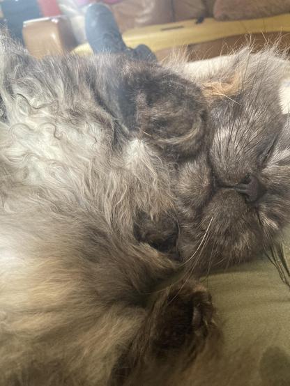 cat on lap