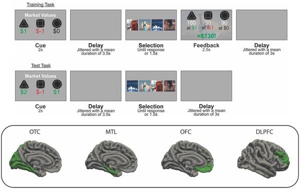 Experimental design. Participants competed a gem collector game while their brain activity was measured with functional magnetic resonance imaging. On each trial in the experiment, gems with distinct shapes could be resold for either a gain or a loss. Participants made a choice between four cities from around the world, each leading to a distinct collection of gems. To maximize profit overall, participants needed to choose the city best suited to the selling prices shown on each trial. Each block consisted of 32 training trials that included feedback (top), followed by a mixture of 16 training trials with feedback and 20 test trials without feedback (middle). Bottom: Brain regions of interest. The four regions include occipitotemporal cortex (OTC), the medial temporal lobe (MTL), orbitofrontal cortex (OFC) and dorsolateral prefrontal cortex (DLPFC). Regions were defined using FreeSurfer.
