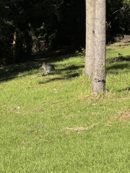 A female wallaby sits on green grass in a forest.