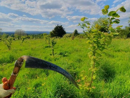 Photo of a sunny field with a grid of young hazel trees growing amid grasses, weeds, and wildflowers. The grass is very tall and green, and the sky is bright blue with light clouds. A few mature trees line the field perimeter in the near distance. My gloved left hand is visible in the bottom corner, holding a scythe whose blade extends across the foreground.