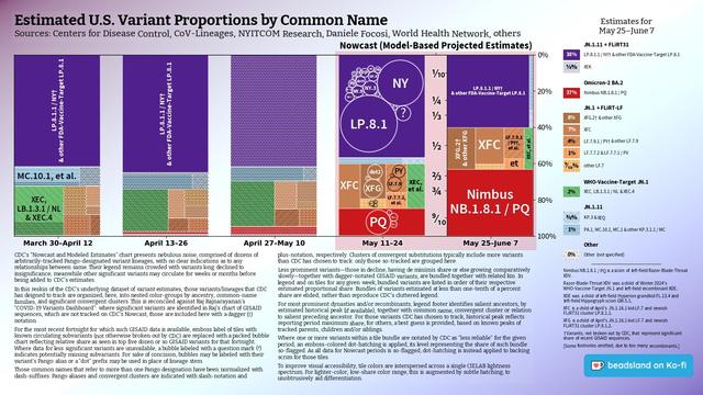 Chart: Est. U.S. Variant Proportions by Common Name
Sources: CDC, Cov-Lineages, NYITCOM, others

[ beadsland on Ko-fi ]

Reskin of CDC's Variants Nowcast, and any significant variants in GISAID not broken out by CDC.

Five bar-style tree-charts, for fortnights through 5/25–6/7. Legend of last fortnight, organized by subheadings of color-grouped families and convergent clusters. Percentages overlay each color key, reflecting share as of most recent tree-chart.

For 5/11–5/24, packed bubble charts fill single-variant tiles, reflecting GISAID detail not shown by CDC's Nowcast.

Legend:

JN.1.11 + FLiRT31 [purples]:
38% - LP.8.1.1 / NY† & other FDA-Vaccine-Target LP.8.1
⅛% - XEK

Omicron-2 BA.2 [red]:
37% - Nimbus NB.1.8.1 / PQ

JN.1 + FLiRT-LF [browns]:
8% - XFG.2† & other XFG
7% - XFC
4% - LF.7.9.1 / PY† & other LF.7.9
1% - LF.7.7.2 & LF.7.7.1 / PV
⁹⁄₁₀% - other LF.7

WHO-Vaccine-Target JN.1 [green]:
2% - XEC, LB.1.3.1 / NL & XEC.4

JN.1.11 [blues]:
⅜% - KP.3 & XEQ
1% - PA.1, MC.10.1, MC.1 & other KP.3.1.1 / MC

Other [grey]:
0% - Other (not specified)
_____

Nimbus NB.1.8.1 / PQ is a scion of left-field Razor-Blade-Throat XDV.

Razor-Blade-Throat XDV was a child of Winter 2024's WHO-Vaccine-Target JN.1 and left-field recombinant XDE.

XDE was a child of left-field Hyperion grandkid FL.13.4 and left-field Hippogryph scion GW.5.1.

XFG is a child of April's JN.1.16.1 kid LF.7 and newish FLiRT31 cluster LP.8.1.2.

[Some footnotes omitted, due to too many recombinants.]