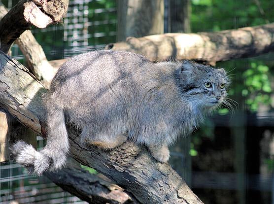 Right side view of Pallas's Cat Akar standing on a log, looking off into the distance. She has just a hint of a smile on her face.