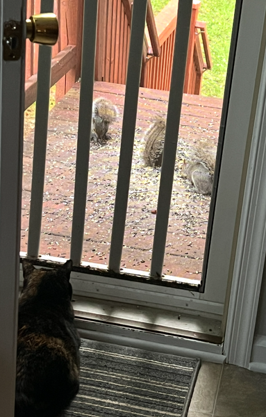 Tilly the black tortie cat watching three squirrels noshing through the screen door.