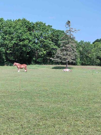 Landscape photo with a field in front and ancient oaks in the background, under a clear blue sky. A red Jutland draft horse guards a sleeping bay pinto pony.