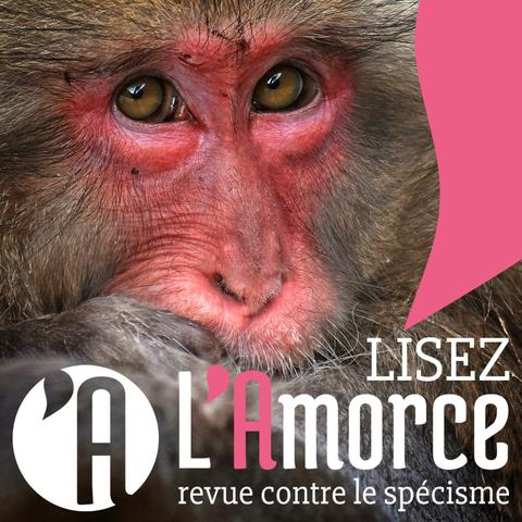 Visuel montrant un singe, avec le texte "Lisez L'Amorce - Revue contre le spécisme"