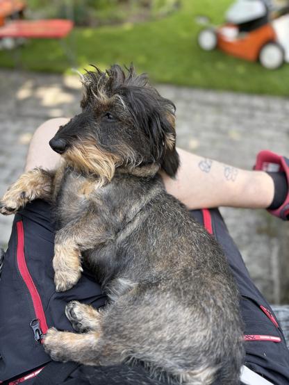 A small, scruffy dog is resting on a person's lap, with greenery in the background. The dog's fur is dark and slightly tousled. The person is wearing black shorts with red accents.