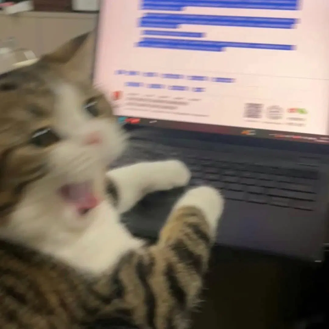 Un chat est devant un ordinateur portable, les patounes avant posées sur le clavier et le pavé tactile. Une page internet avec du texte surligné est affichée à l'écran. Le chat se tourne vers nous, la gueule grande ouverte, comme s'il hurlait (sans doute à ce qu'il vient de lire sur internet)