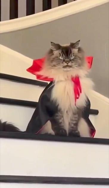 Un chat est assis sur une marche d'un escalier. Il a le poil le long blanc-gris-noir. Il porte une cape de vampire cliché. Il regarde la caméra d'un air très sévère.