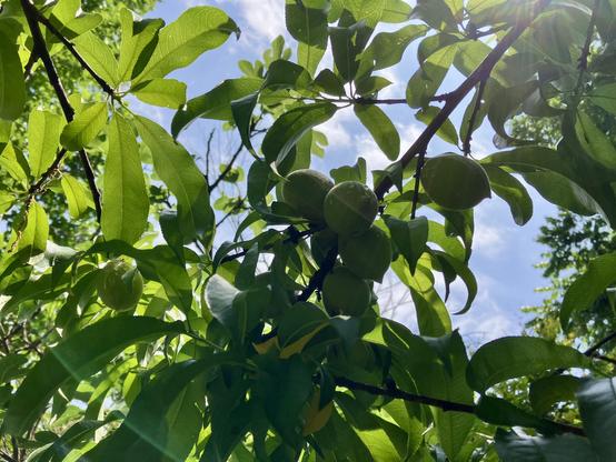 Looking up through green leafy branches toward a light blue sky, with the sunshine glowing across the frame. Several green walnuts are visible near the center of the frame.