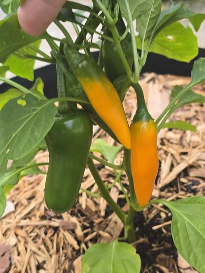small pepper plant with 6 pods. 2 of which are  well on their way to being a yellowish orange