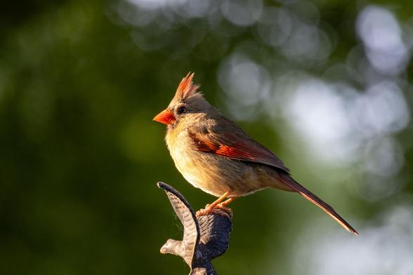 Female cardinal perched on top of a yard lamp, lit by the glow of the morning sun.