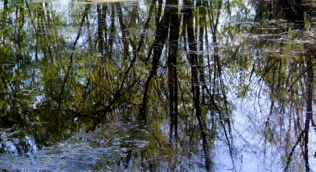 Photograph of the reflection of trees on the surface of a marsh, with a pale blue sky behind. Their dark brown trunks and green and gold foliage are reflected on the water, blurred by aquatic vegetation floating on the surface.

I'm a big fan of Impressionists. These reflections are what reminds me the most of their style. Sometimes I see these photos as botched, sometimes I see them as beautiful paintings. They've been lying around on my desktop for too long now. Time to let them go.