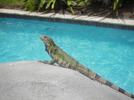 A green iguana basks on a large rock by a pool, under bright sunlight. The clear blue water contrasts with the iguana's textured scales.