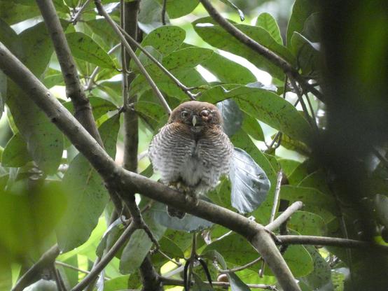 a small and very round owlet perched on a branch surrounded by lots of green foliage, looking straight at the camera. her plumage has streaks all through — her head and chest is light brown with darker brown streaks and her belly is white with brown streaks. curiously, her left eye looks infected and has a kind of swelling all around, including on the eyelid and she doesn't seem to be able to open it fully. her right paw is slightly raised.