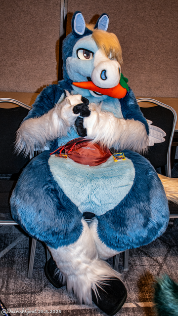 This is a candid photograph of a blue pegasus fursuiter at ConFuzzled 2025; he's sitting somewhat awkwardly across three chairs in a panel room, with his hands loosely clasped together and a carrot in his mouth.
