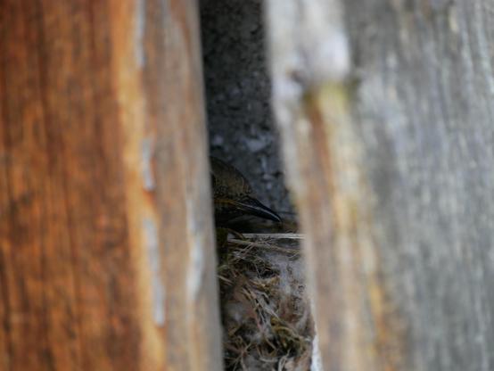 Foto eines Spalts in einer Holzwand, das Holz ist links eher braun-orange, rechts grau. Im Spalt ist ein kleiner Teil eines Vogelnests zu sehen und der halbe Kopf eines kleinen Vogels, der nach rechts gedreht ist und mit einem Auge in die Kamera sieht.