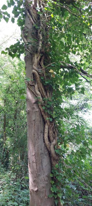 Tree with perhaps an ivy root running up it