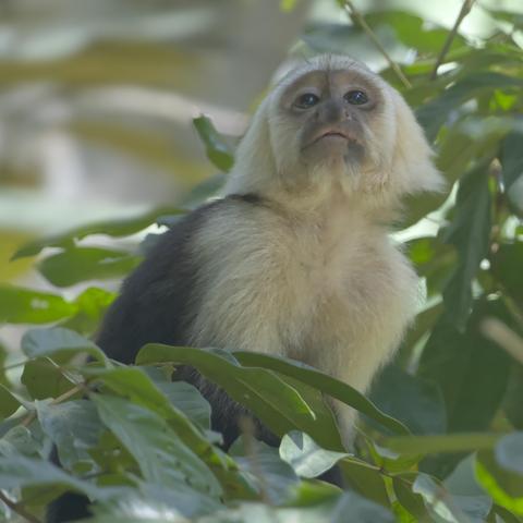 A smallish monkey with yellowish-white hair, beard, forearms, and chest is sitting in a green tree.  The monkey's gaze is lifted to some distance away, your clue that there are many other groups of monkeys around. This is a Panamaniam White-faced Capuchin photographed in Osa Peninsula, Costa Rica. Photo by Peachfront
