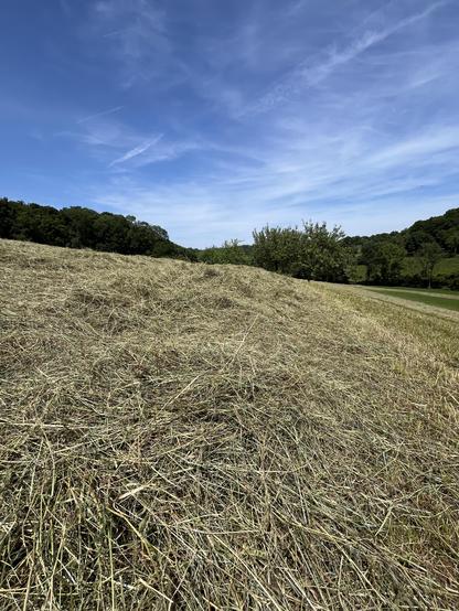Gemähte Wiese, getrocknetes Gras, darüber blauer Himmel mit ganz wenigen Wölkchen