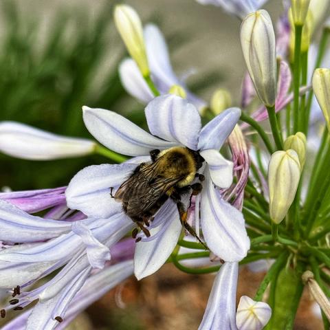 A bee nectaring within an agapanthus flower.
