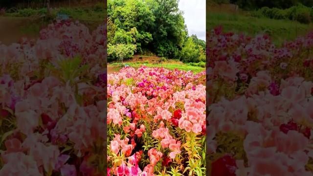 山口県宇部市車地のゴテチア花畑の公開は今年が最後です。(2025年) #ゴテチア #宇部 #新幹線