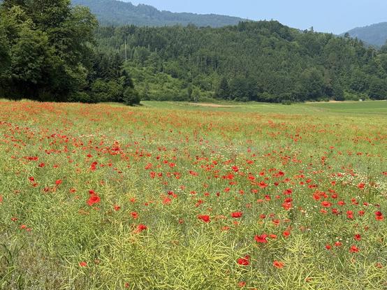 rapsfeld mit vielen roten mohnblüten