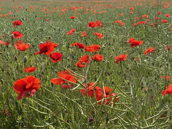roter mohn im rapsfeld